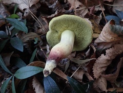 Hortiboletus rubellus