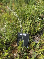 Thelymitra grandiflora
