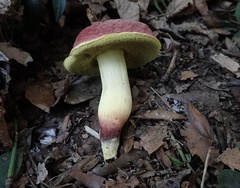 Hortiboletus rubellus