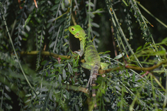 Ctenosaura hemilopha