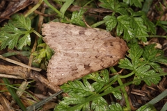 Amphipyra effusa