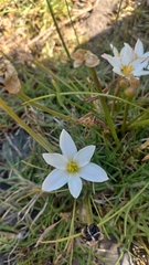Zephyranthes fosteri
