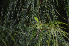 Ctenosaura hemilopha