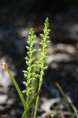 Microtis arenaria