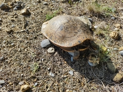 Trachemys venusta cataspila