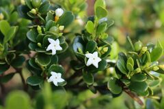 Alyxia buxifolia