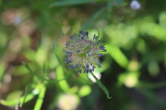 Opercularia scabrida