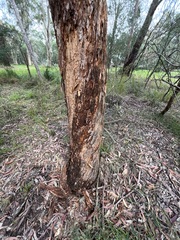 Eucalyptus microcorys