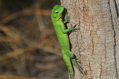 Ctenosaura hemilopha