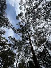 Eucalyptus microcorys