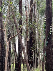Eucalyptus pilularis