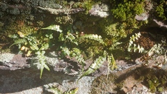 Asplenium pinnatifidum