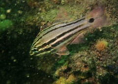 Ostorhinchus limenus