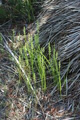 Microtis arenaria
