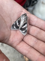 Catocala californica