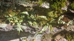 Asplenium pinnatifidum