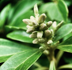 Pachysandra terminalis