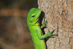 Ctenosaura hemilopha