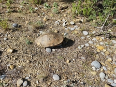 Trachemys venusta cataspila