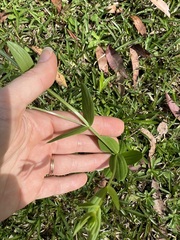 Lysimachia