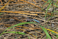 Aspidoscelis hyperythrus