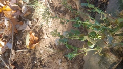 Hylotelephium telephioides