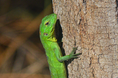 Ctenosaura hemilopha