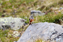 Phoenicurus erythrogastrus