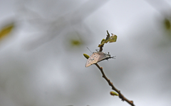 Pseudolycaena marsyas