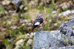 Phoenicurus erythrogastrus