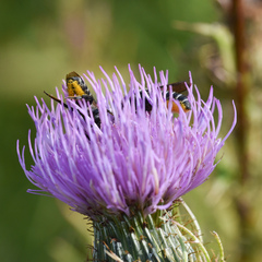 Megachile montivaga