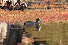 Fulica atra australis