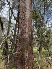 Eucalyptus pilularis