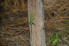 Ctenosaura hemilopha