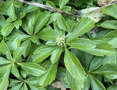 Pachysandra terminalis