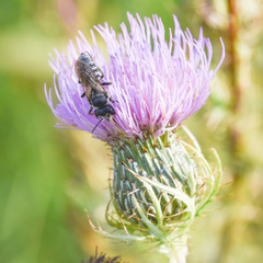 Megachile montivaga