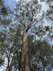 Eucalyptus pilularis