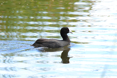 Fulica atra australis