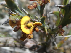 Daviesia pectinata