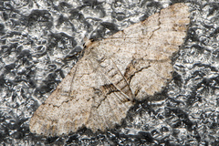 Cleora repetita