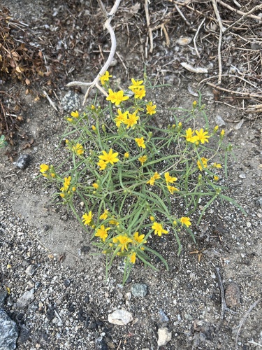 iNaturalist observation photo of Chinchweed