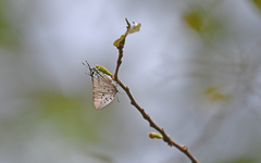 Pseudolycaena marsyas