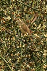 Acrocephalus australis