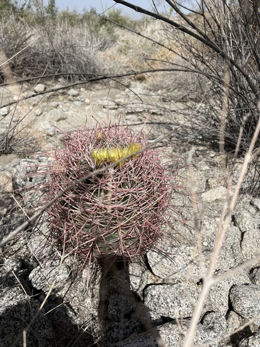 iNaturalist observation photo of California Barrel Cactus