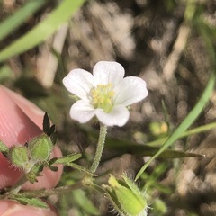 Geranium retrorsum