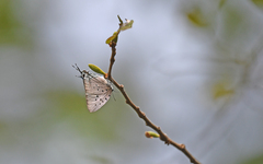 Pseudolycaena marsyas