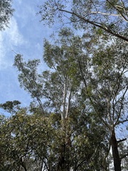 Eucalyptus pilularis