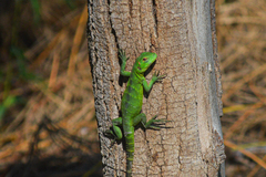 Ctenosaura hemilopha