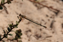 Xanthagrion erythroneurum