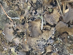 Umbilicaria muhlenbergii